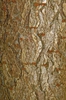 Bark