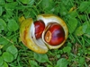 Fruit open with 2 nuts inside.