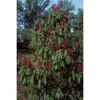 Form in bloom