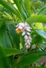 Alpinia zerumbet