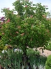 Small tree with rounded crown and panicles of red flowers.