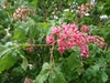 Panicle of showy pinkish red flowers & palmately compound lvs.