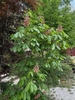 Shrub with palmately compound leaves & erect stalks of flowers