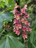 Panicle of showy pink-red flowers & palmately compound leaves.
