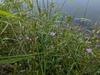 Form growing along a pond with pinkish flowers