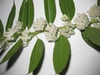 Stem with alternate, ovate leaves & axillary clusters of flowers