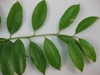 Stem with alternate, ovate leaves