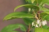 Close-up of foliage & down-facing, urn-shaped, white flowers