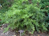 Dense shrub with long, horizontal shoots