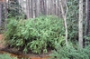 Dense shrub with long, horizontal shoots
