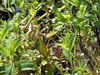 Form of multiple plants in September in Potomac, Maryland