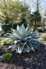 Agave ovatifolia March silver blue leaves