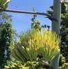 Flower stalk blooms once every 10-20 years