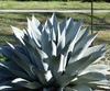 Plant form in Winter known as Whales Tongue