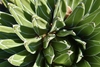 rigid dark green lines with white lines and sharp spines
