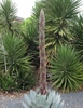 Tall flowering stalk