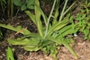 Entire plant showing a basal rosette of spear like green leaves