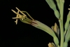 thin, long green flower base with conspicuous anthers at the top