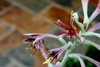 Closeup of the flower