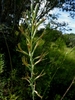 Inflorescence on a flowering stem