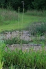 Thin long green flowering stem