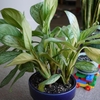 Potted specimen of a plant with variegated foliage.