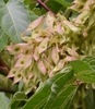 fruits - Halifax Co., NC