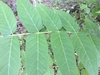 Leaflet auricles at the base, serrations