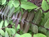 Ailanthus altissima