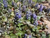 Ground cover with bronzy leaves & erect spikes of blue flowers.