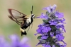 Close-up of a clear-wing moth visiting a spike of purple flowers