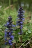 two erect spikes of blue flowers with white-lined lower lips