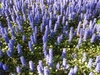 Ground cover with erect spikes of lavender blue flowers.