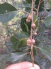Acorns