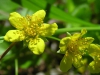 W. fragraroides