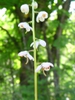 Pyrola elliptica