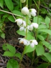 Pyrola elliptica