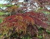 Form of a weeping tree with fern-like leaves