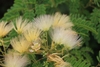 Whitish feathery flowers