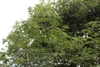 Form of the tree