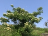 Form in bloom