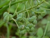 A. seiner leaves