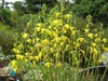 Form in bloom