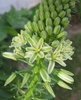 Flower of A.bracteata