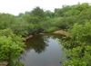 Trees growin around a pond
