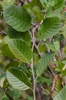 Stem with green leaves with prominent veins