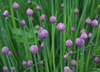 Flower buds