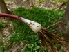 Reddish stem and bulb.