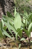 Wide, flat blade shaped leaves