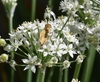 umbel of white flowers with a visiting brown skipper.